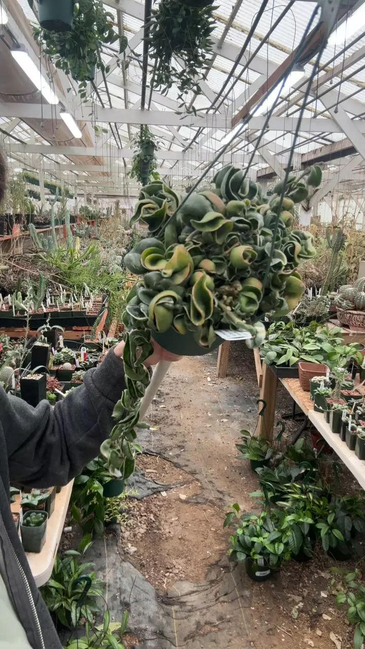 H712 compacta var thumbnail