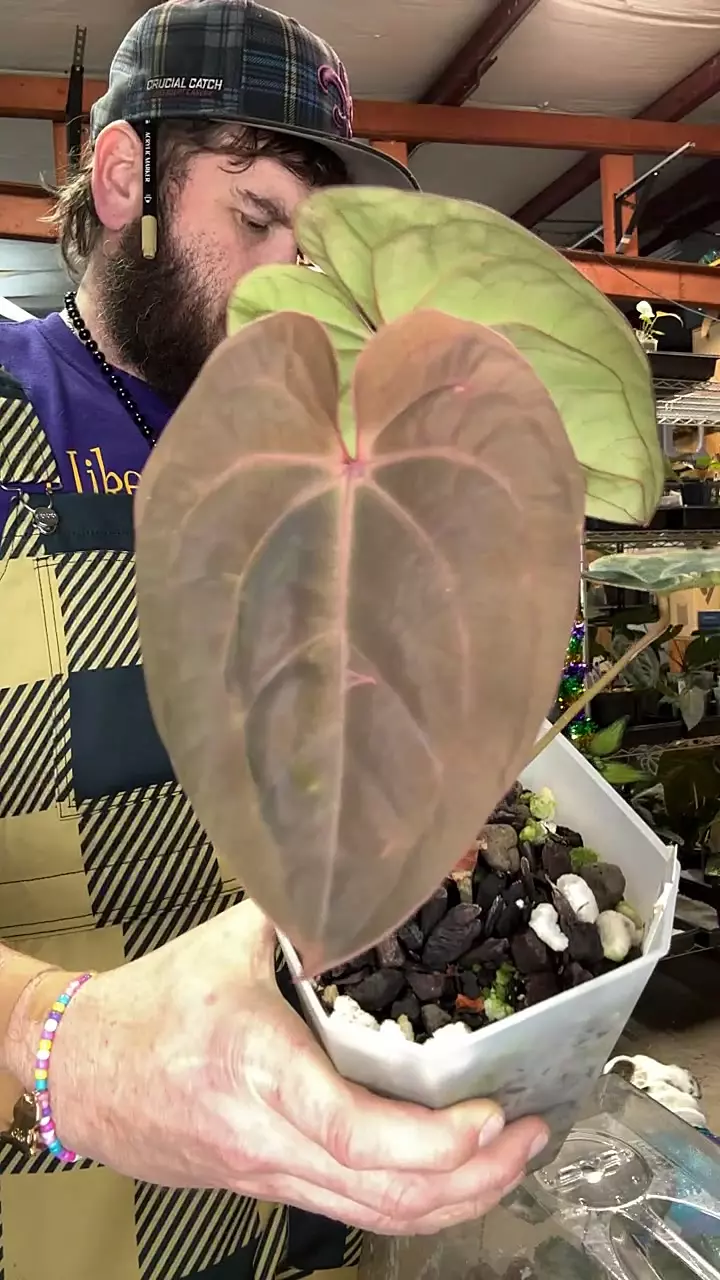 MG038 AUS Bloodmoon thumbnail