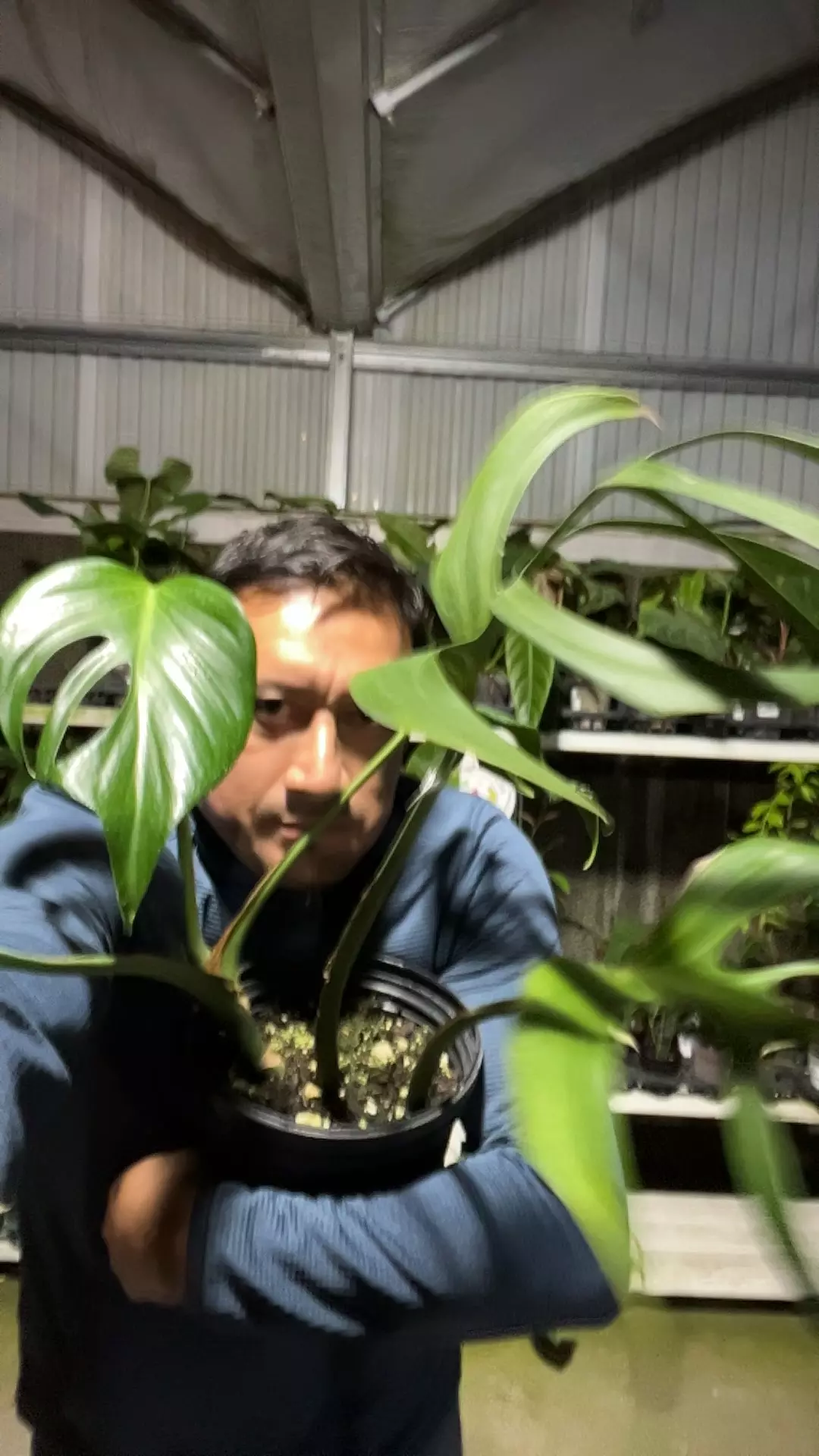 F143 Monstera Burle Marx flame thumbnail