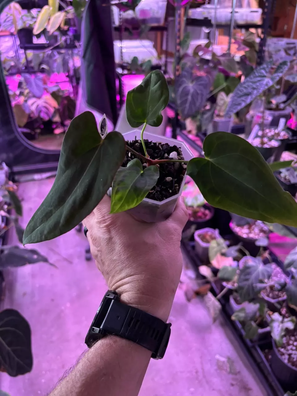 MG028 Midnight stranger X Pink Velvet thumbnail