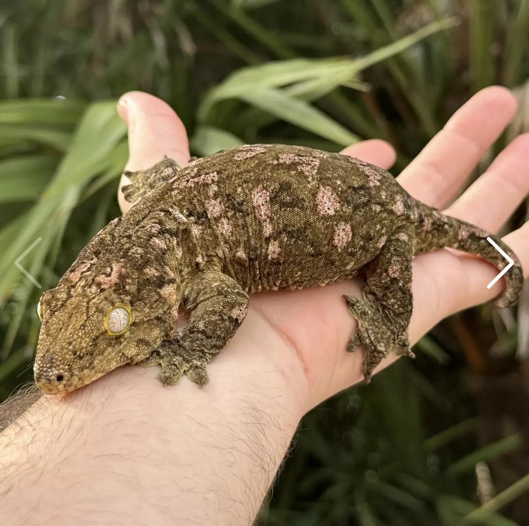 Pink Spot Leachie thumbnail