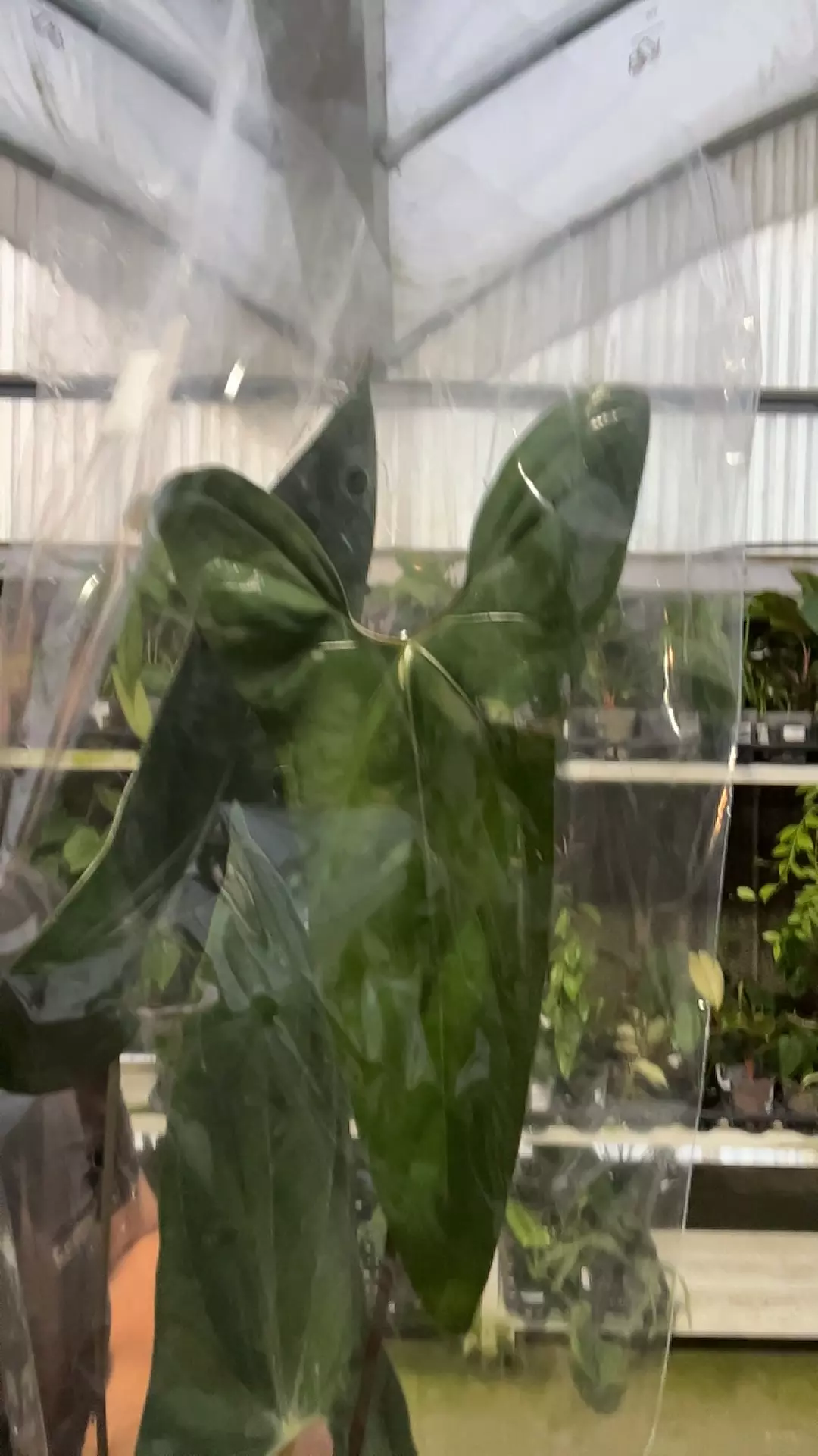 F146 Anthurium nigrolaminum Gigi x nigrolaminum thumbnail