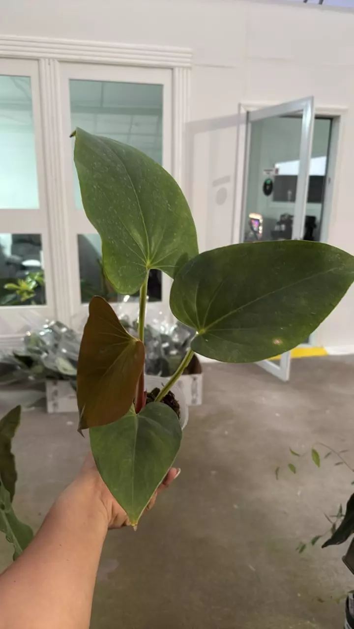 F069 Anthurium cerrocampanense thumbnail