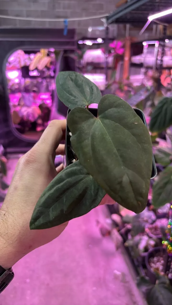 MG024 Midnight Velvet OG X BVEP (Round x Felix) thumbnail