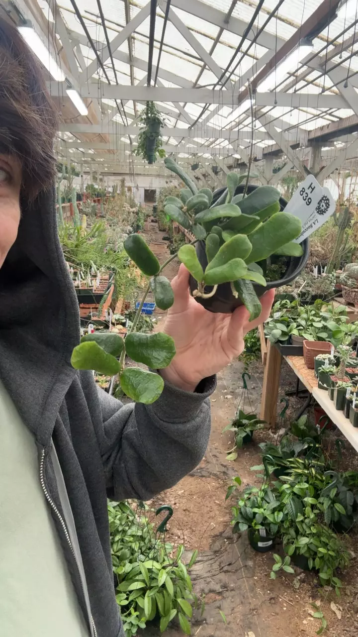 H839 rotundiflora thumbnail