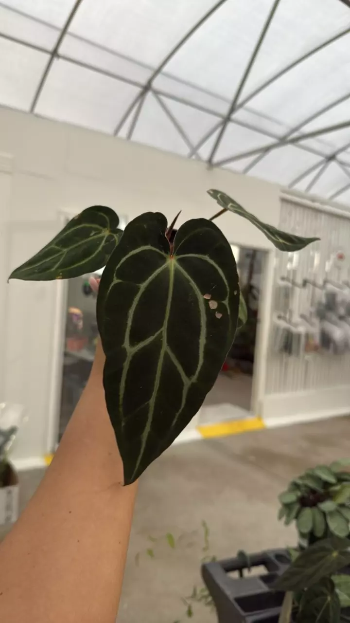 F157 Anthurium carlablackiae thumbnail