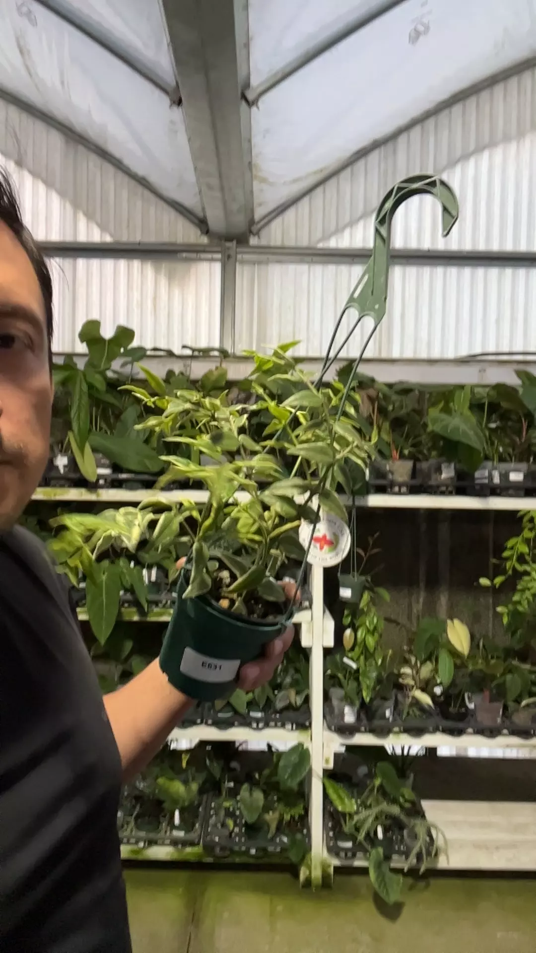 E631 Hoya Bella thumbnail