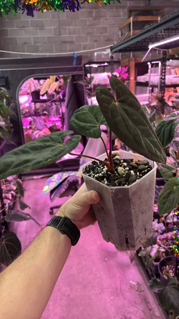 MG023 (Pap x Dress) MP X RVDP thumbnail