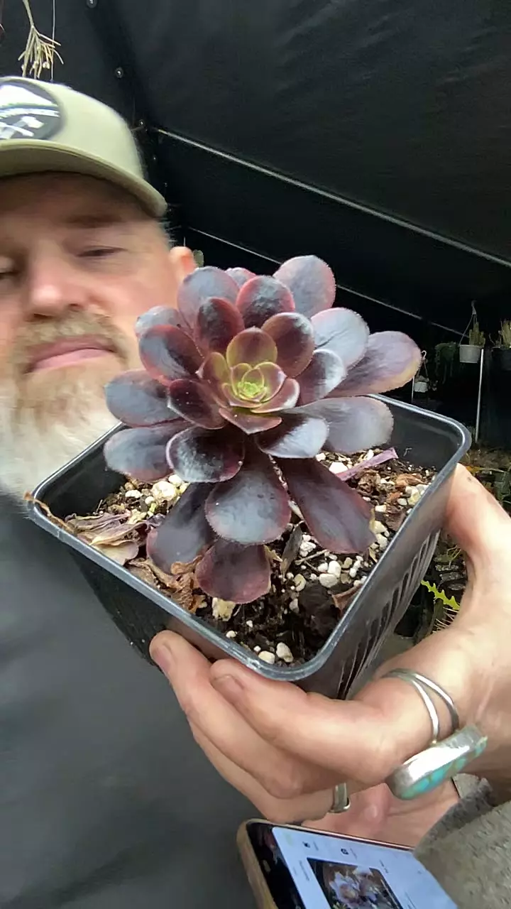 Aeonium Super Bang 5” lightly rooted thumbnail