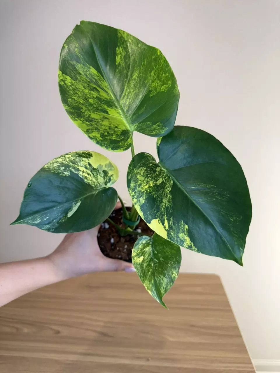 monstera Yellow Marylin thumbnail