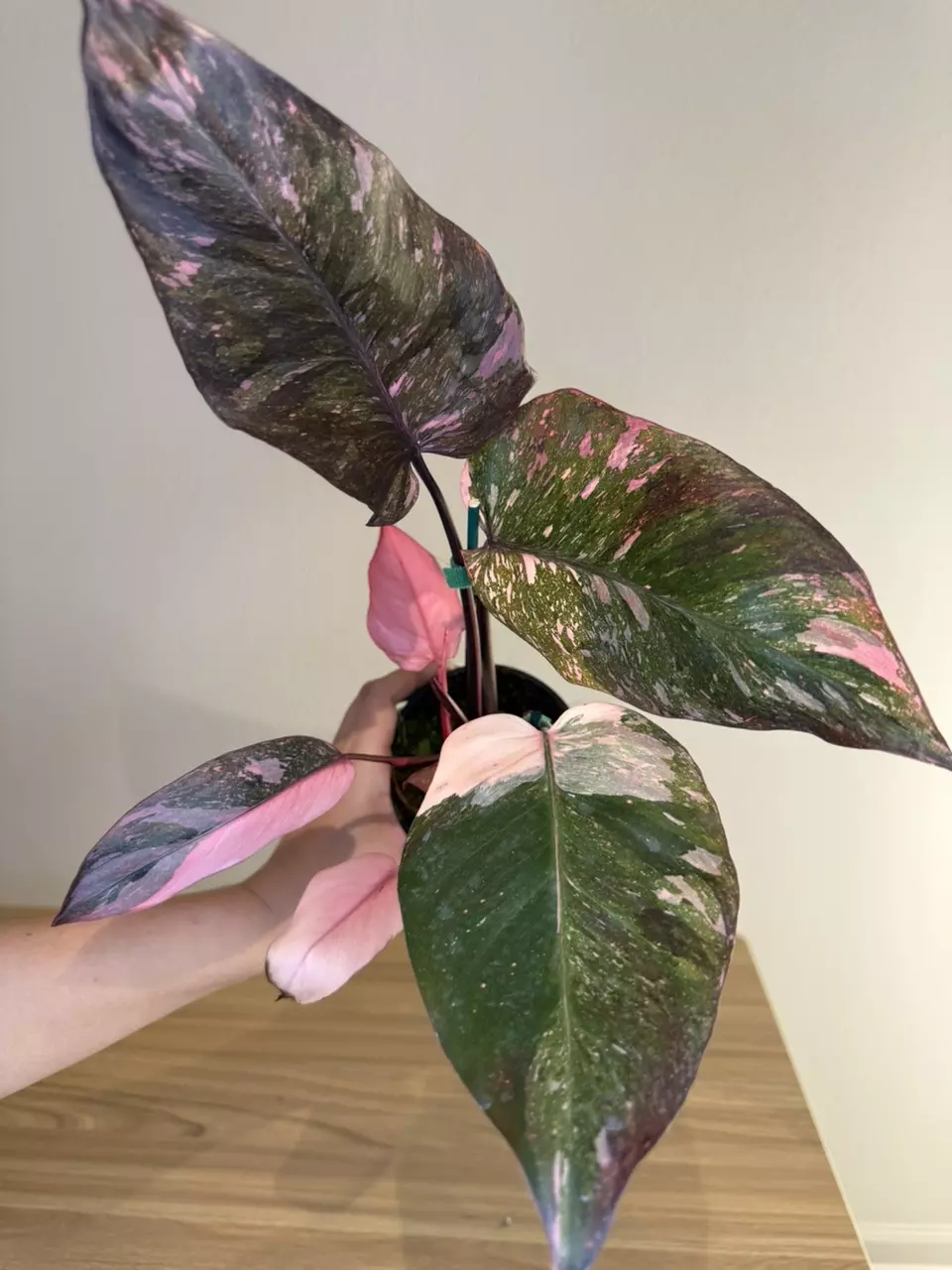 philodendron pink princess galaxy thumbnail