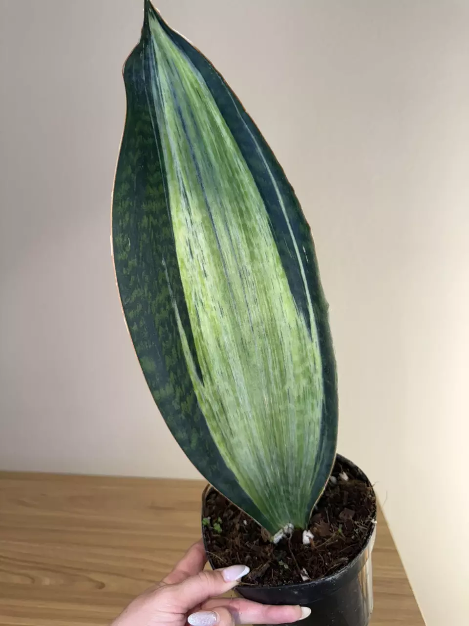 sansevieria whale fin white Var thumbnail