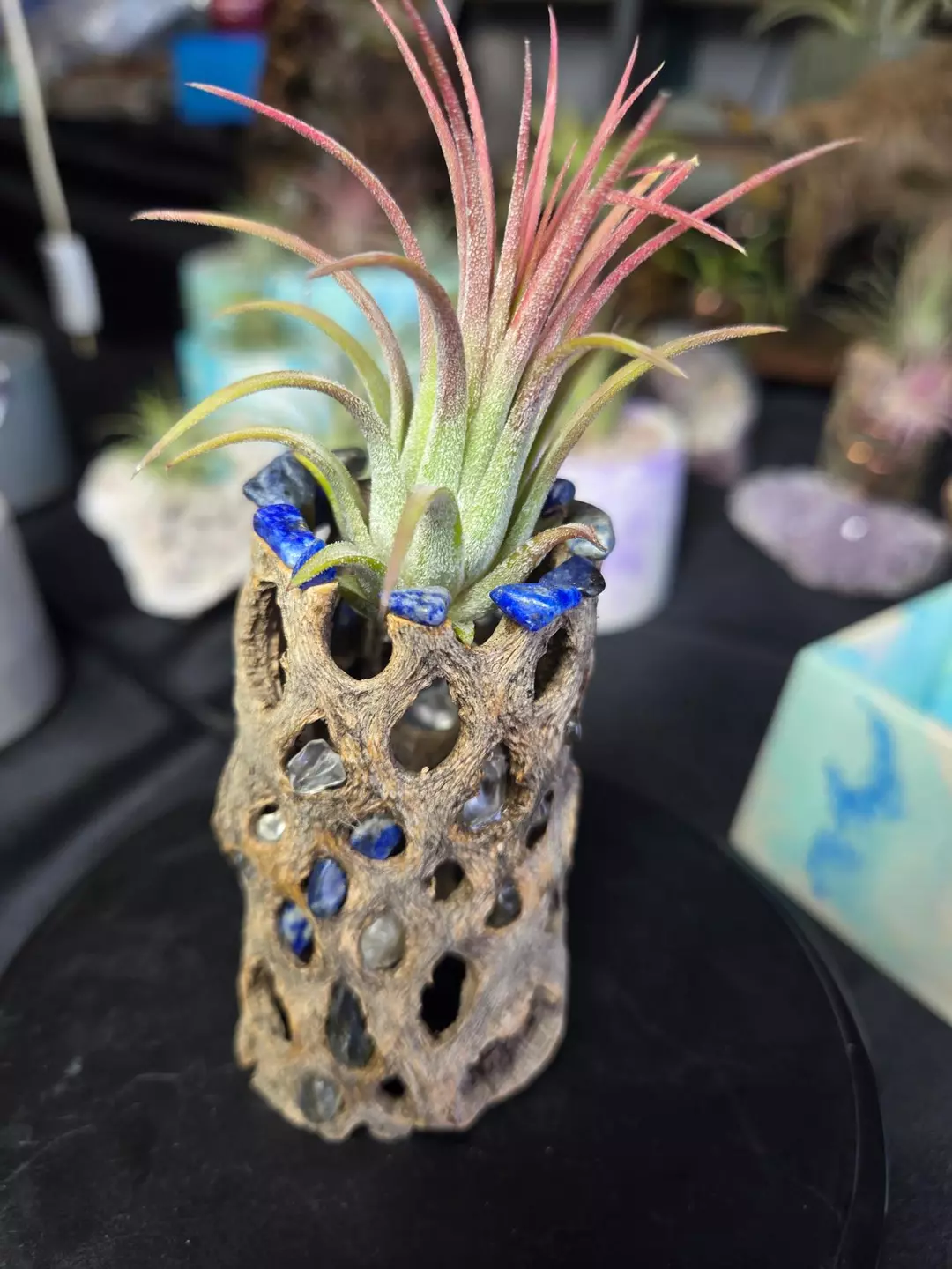 Cholla Wood Air Plant Holder Lapis Lazuli thumbnail