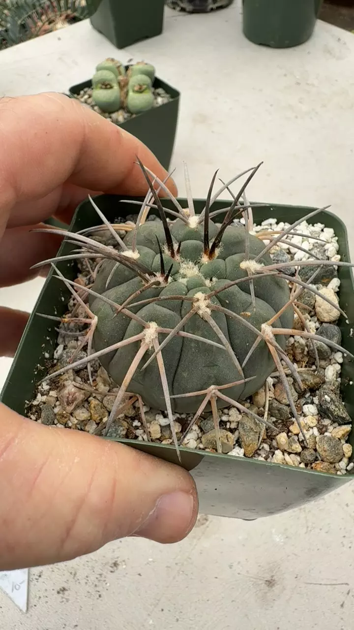 GC Gymnocalycium armatum thumbnail