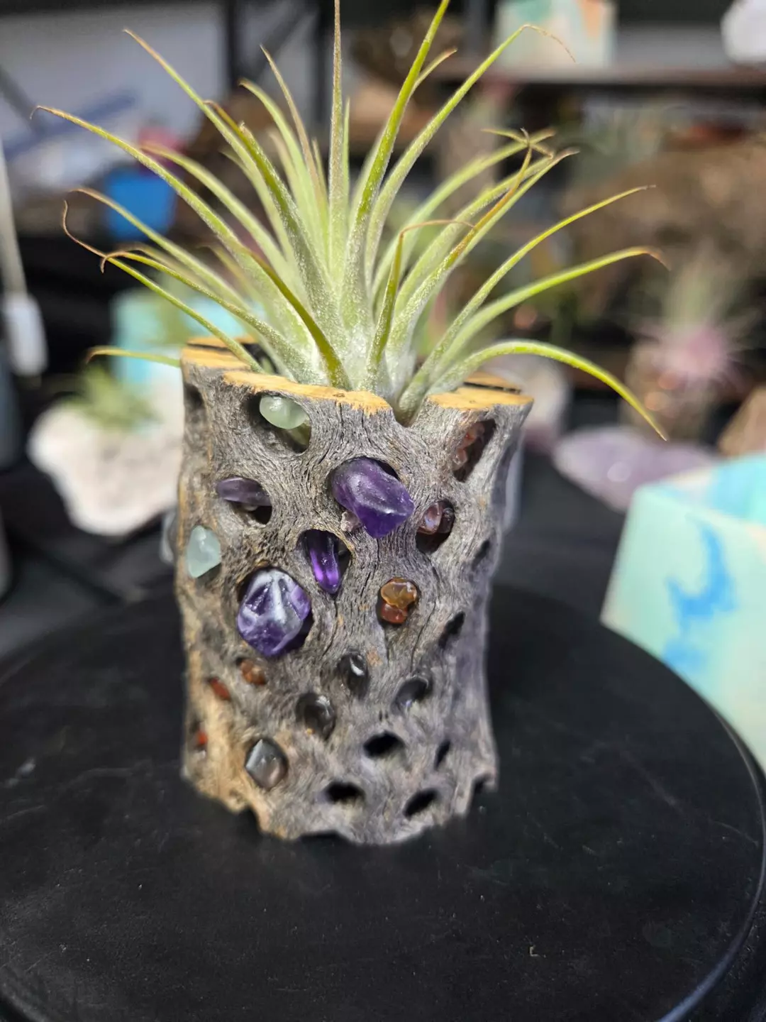 Cholla Wood Air Plant Holder Amethyst Combo thumbnail