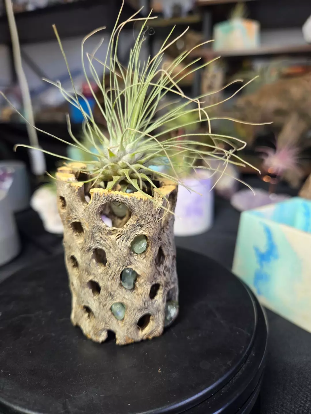 Cholla Wood Air Plant Holder Prenite thumbnail