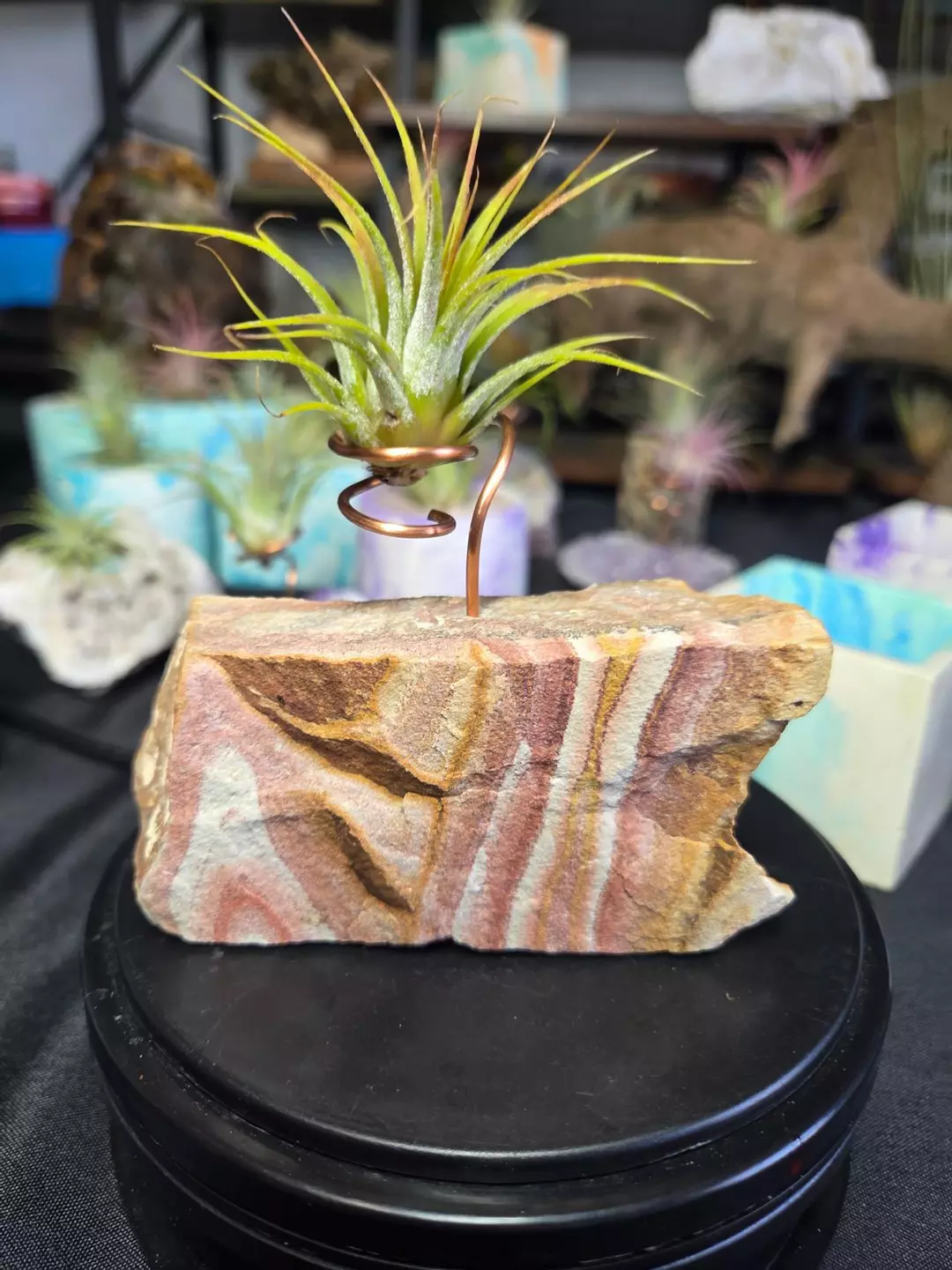 Wonder Stone Free-form Air Plant Holder thumbnail