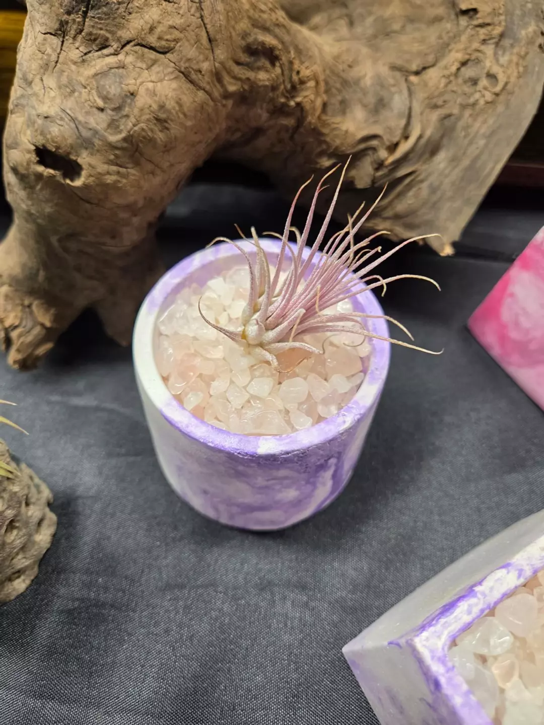 Cement Vessel Air Plant Holder Various #5 thumbnail