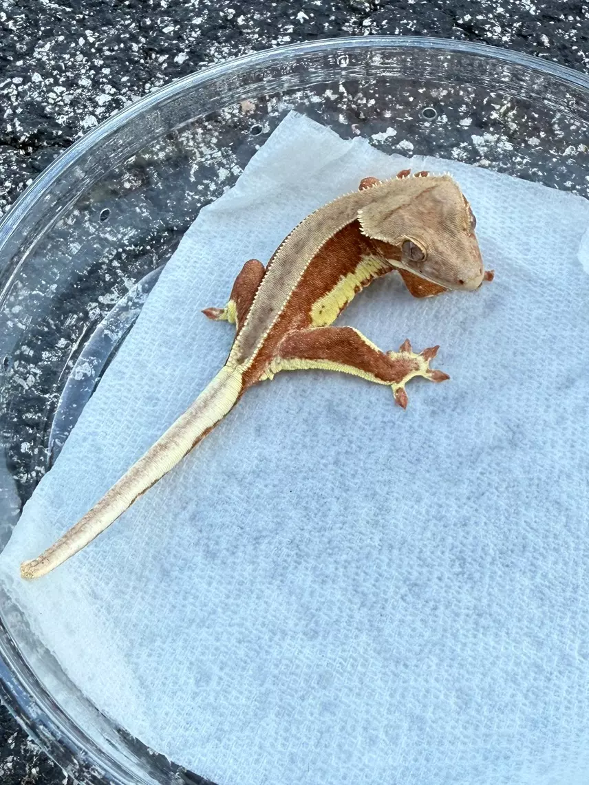 Red Phantom Lilly White EB Female (25CG-144) thumbnail