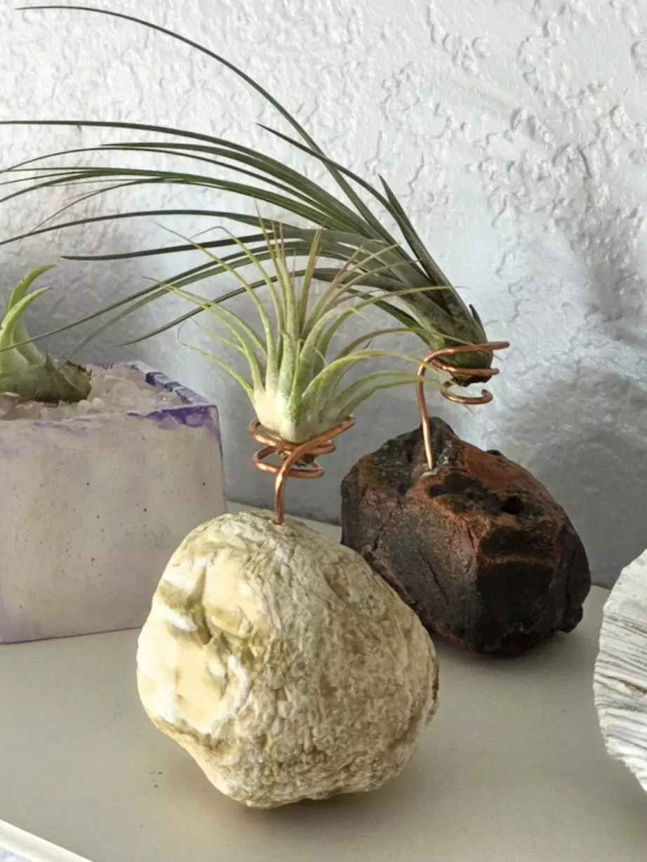 Free-form Air Plant Holders #3 thumbnail