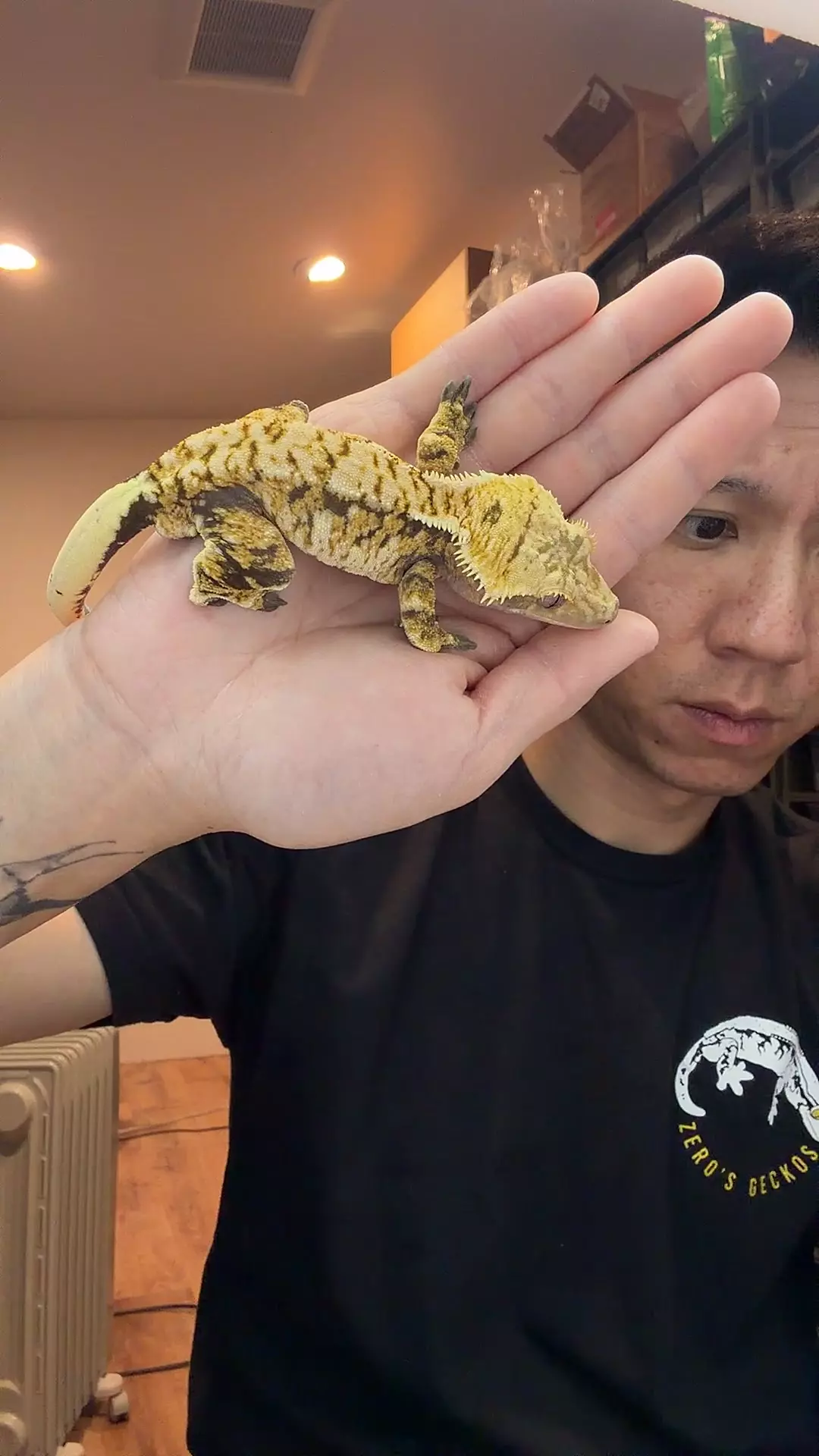 38g rtb male Hyperion x fox thumbnail