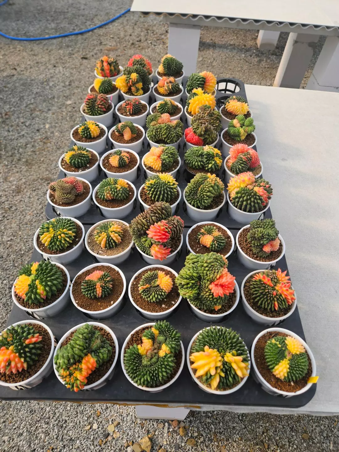 Preview Pics Set 1 $350 Each thumbnail