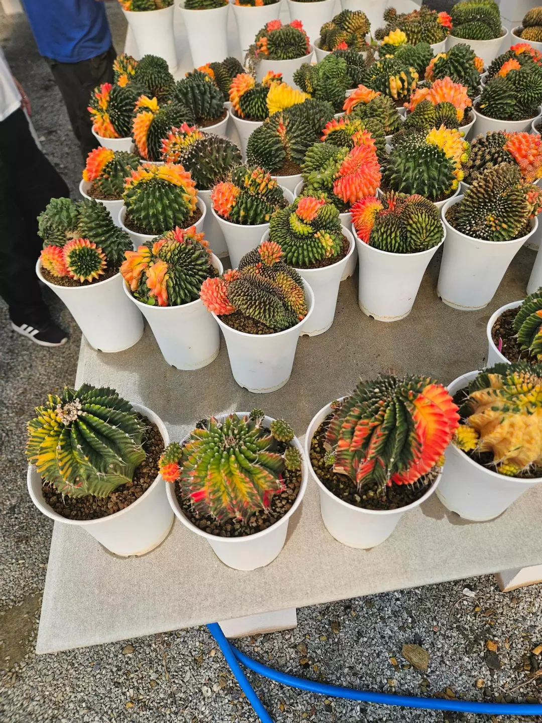 Preview Pics Set 2 $350 each thumbnail