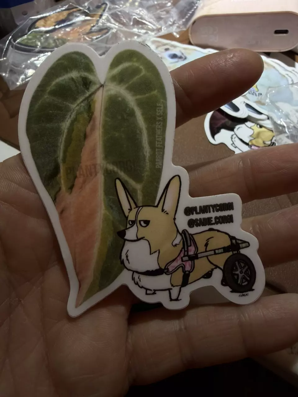 baby parrot with Sadie wheels thumbnail