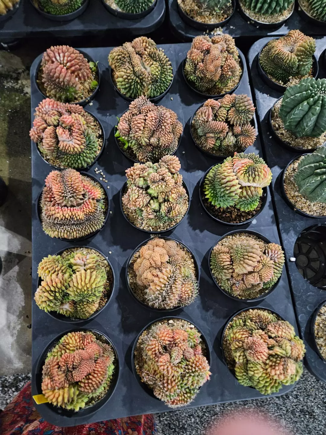 Grower's Choice Red Kinky Crest thumbnail