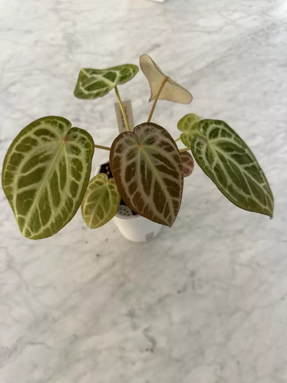 0524 Anthurium Zara Michelle x Silver Blush thumbnail