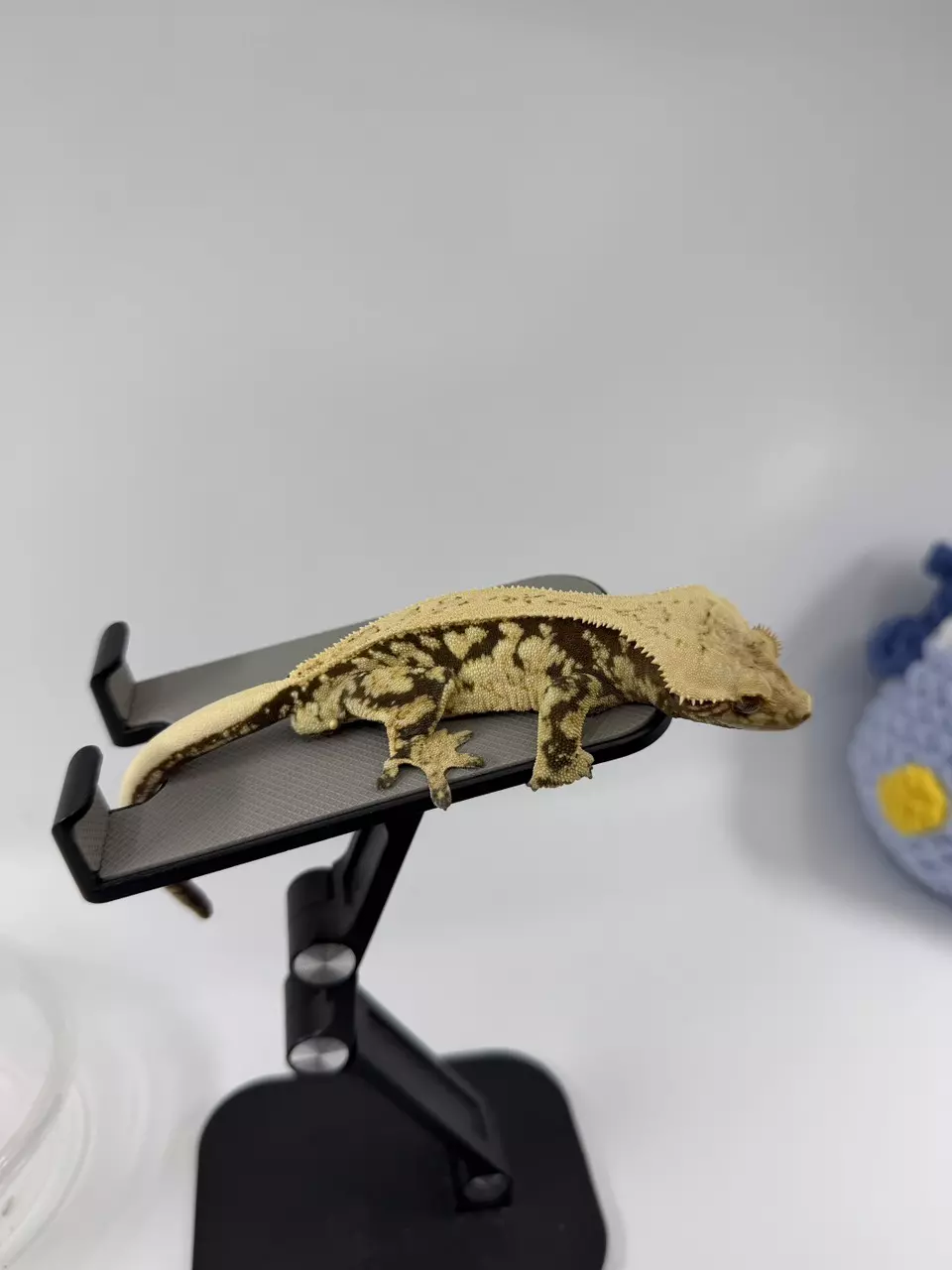 35g male Cloud x Lilly group thumbnail