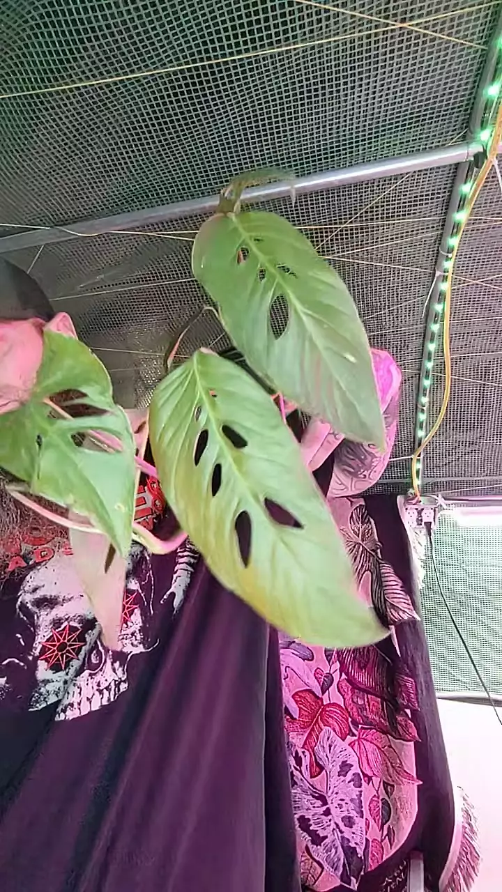 GC Monstera Adansonii rooted cutting thumbnail