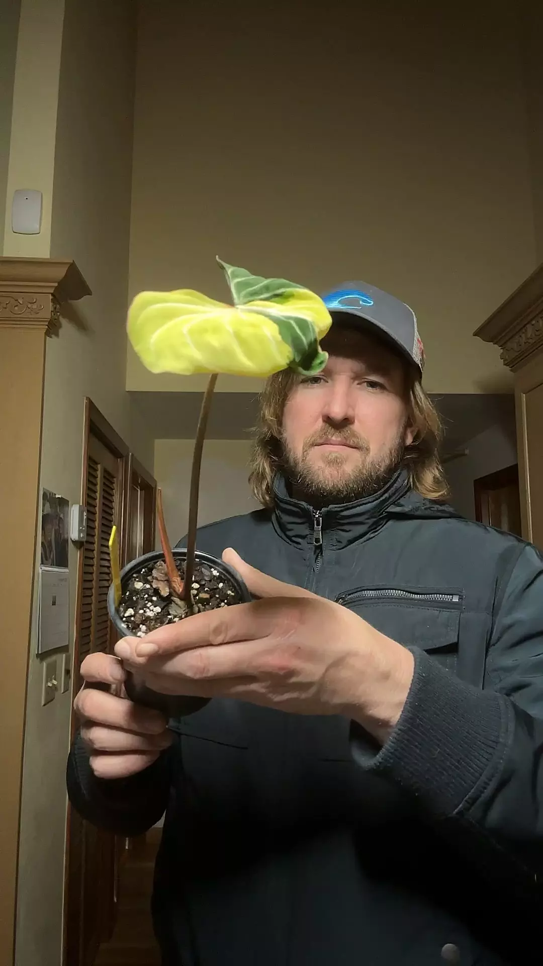 [522] philodendron type 1 gloriosum thumbnail