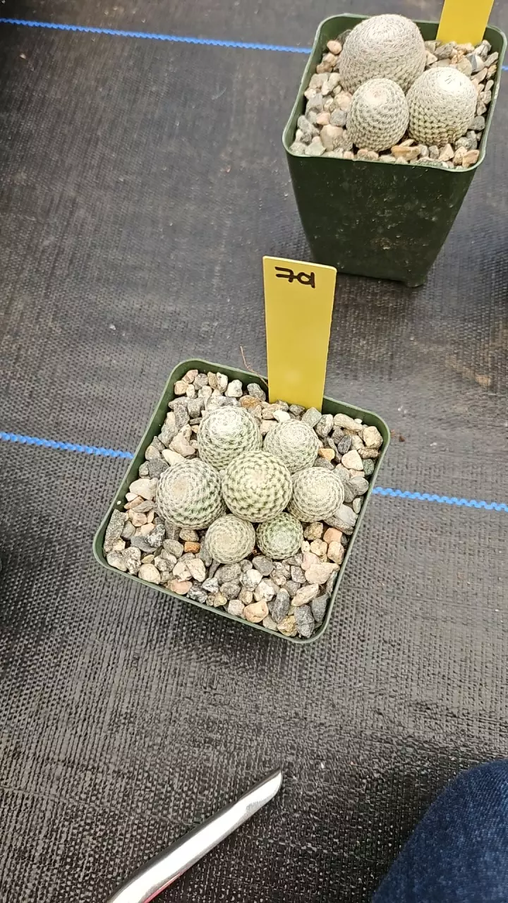 cluster eo thumbnail