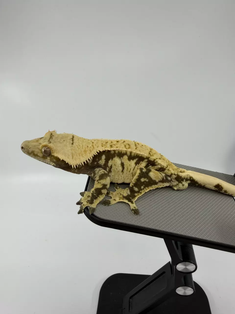 39g male Hyperion x Iris thumbnail