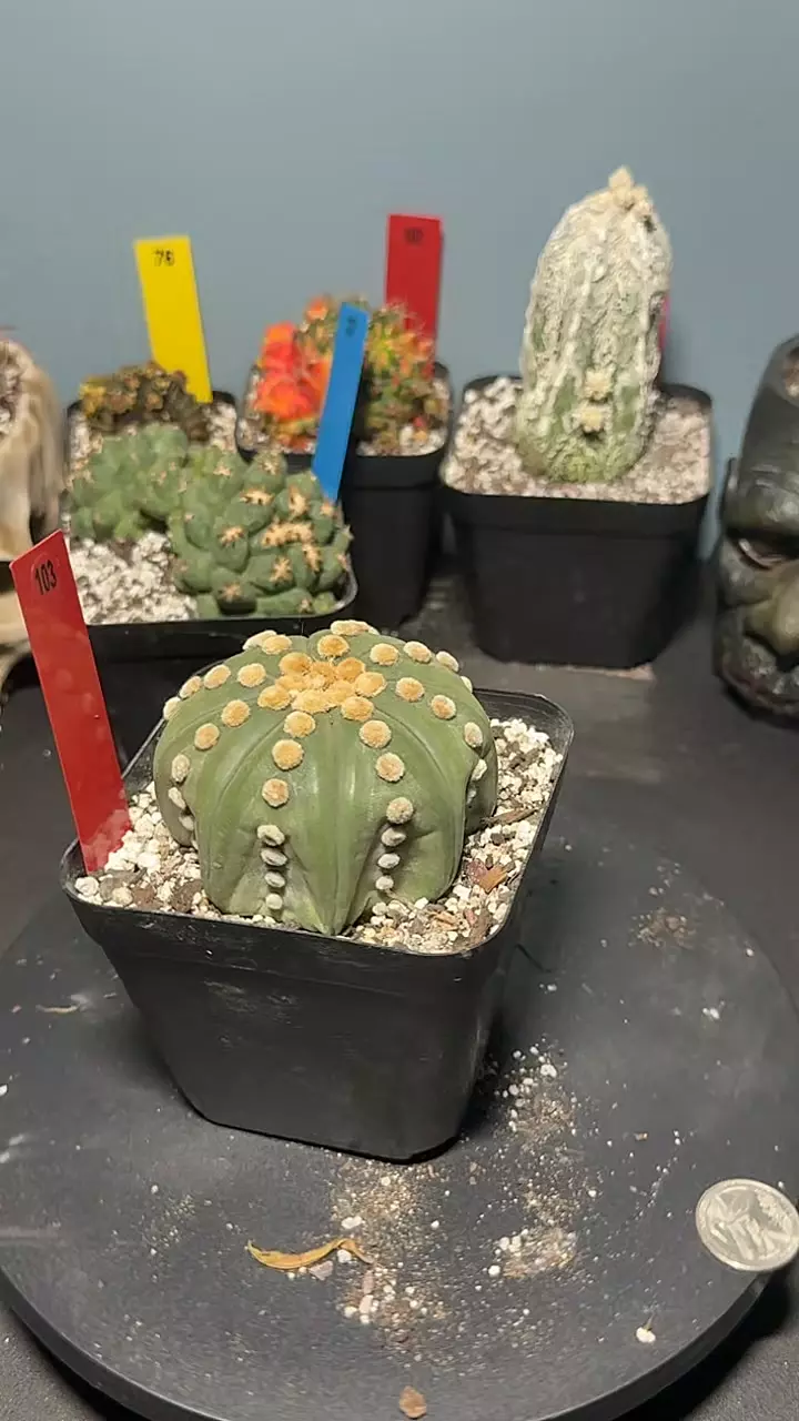 103 - Astro Asterias cv. Ooibo - Squid shape thumbnail