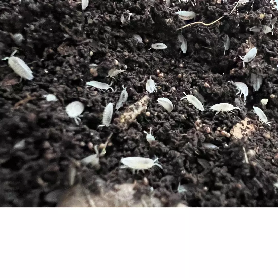 25 count - Trichorhina tomentosa “Dwarf White” isopods thumbnail