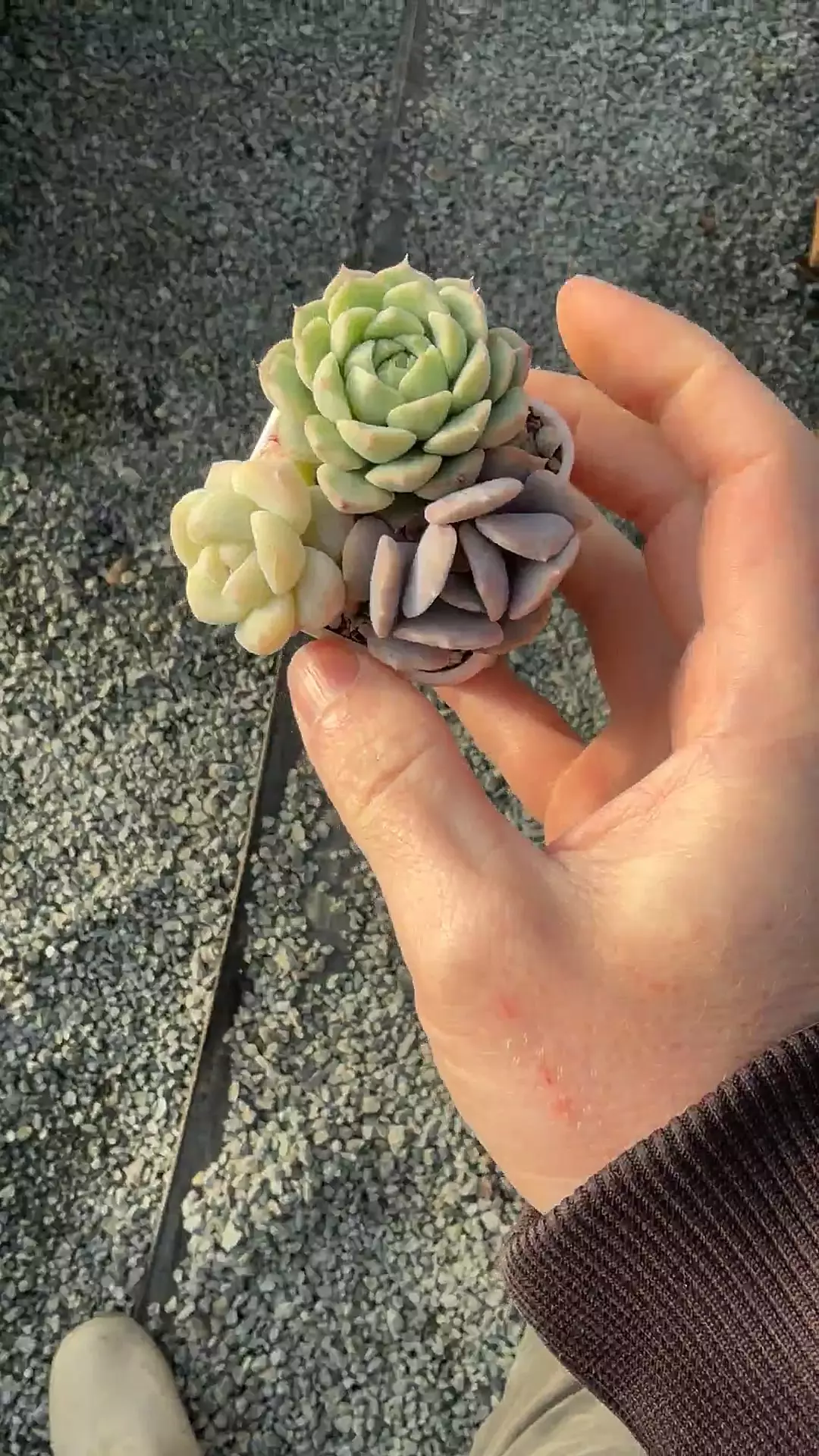 H210 - Pup Cup thumbnail