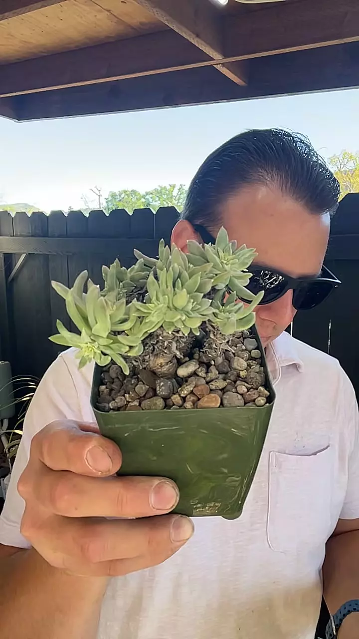 Dudleya Gnoma thumbnail