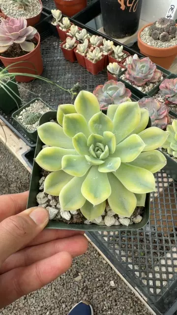 moon fairy thumbnail