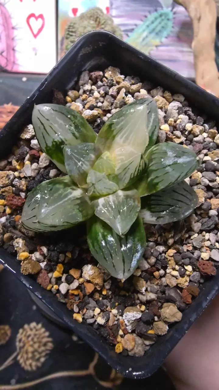 haworthia nishiki thumbnail