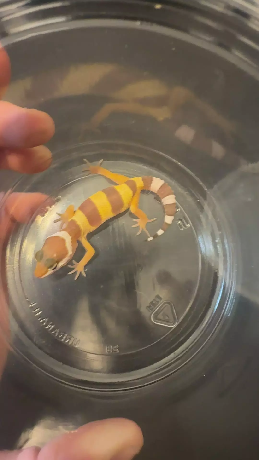 Tremper Albino Banded Leopard Gecko thumbnail