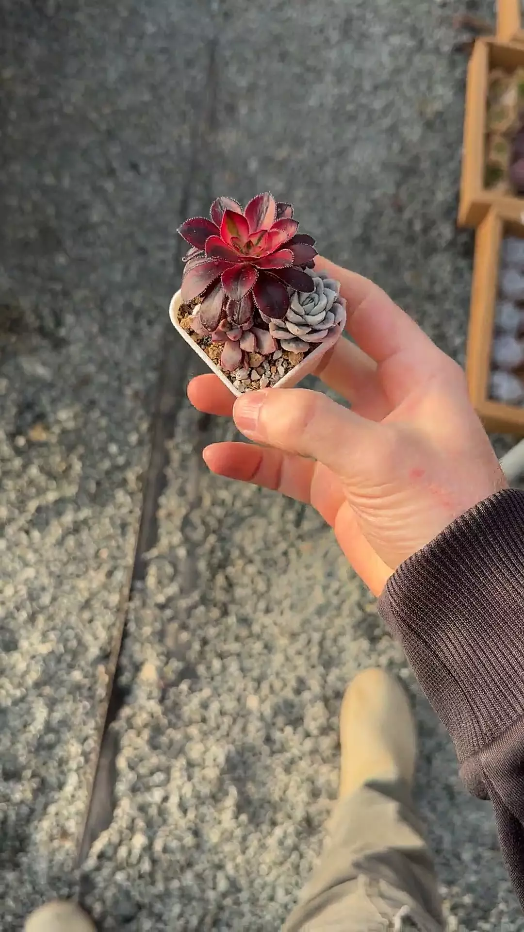 H209 - Pup Cup thumbnail