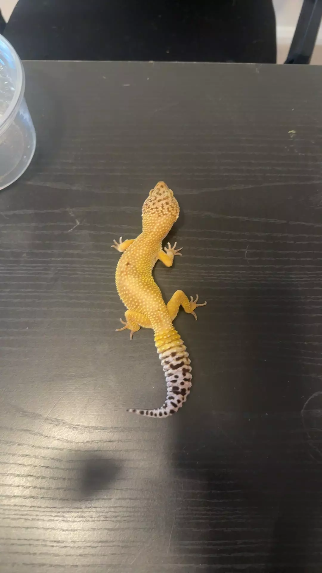 Giant Hypo Male thumbnail