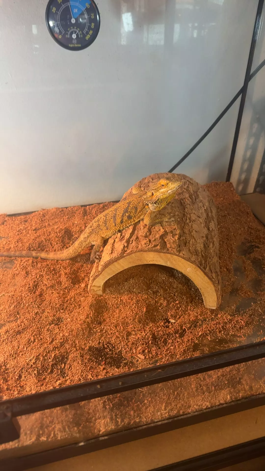 Orange Citrus Blue bar F thumbnail