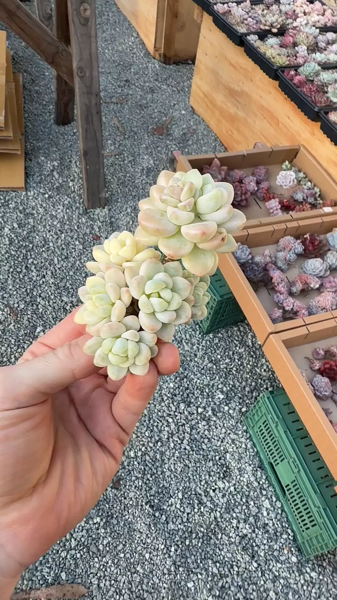 H184 - Var S. Clavatum thumbnail