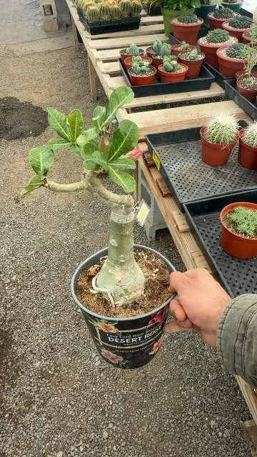 desert rose golden millionaire thumbnail