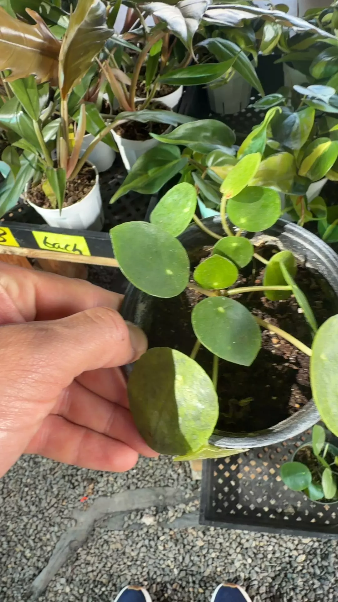 Chinese money plant thumbnail