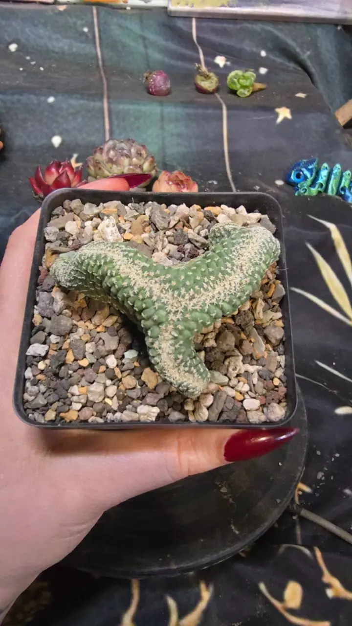 strombocactus discoformus cristata thumbnail