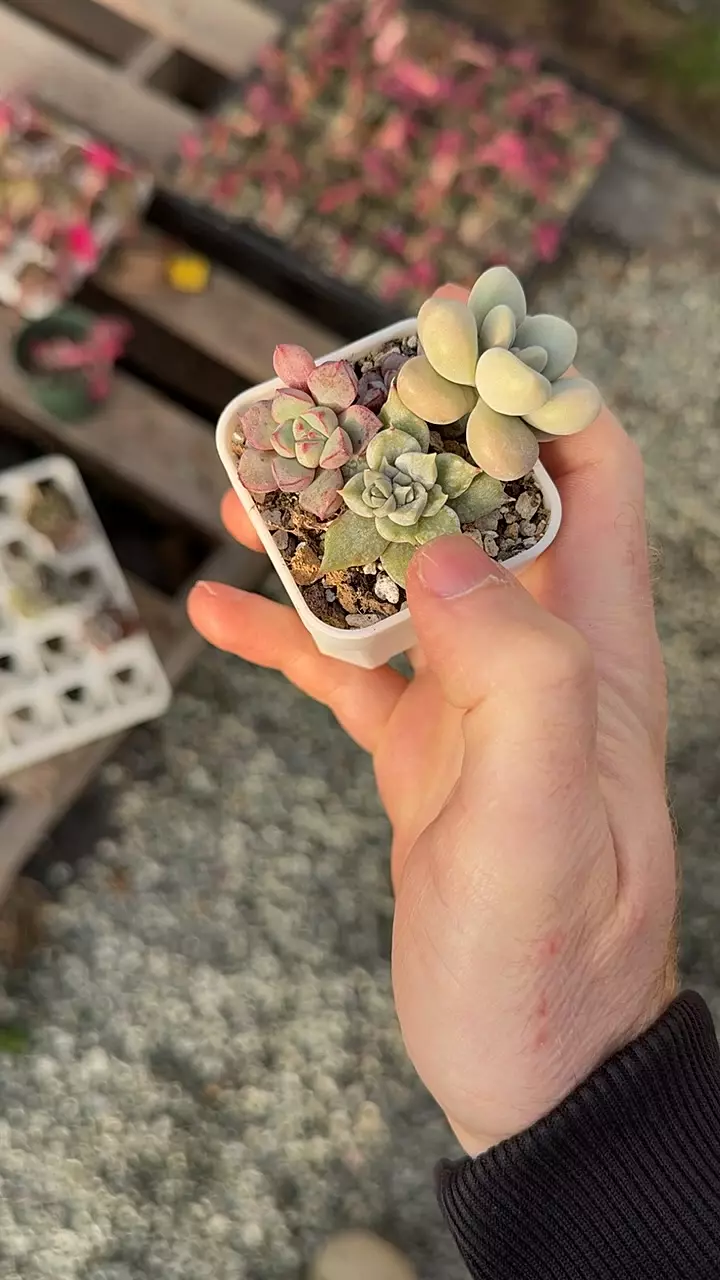 H215 - Pup Cup thumbnail